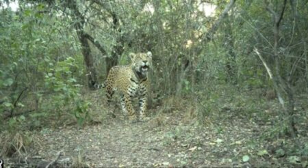 Parques Nacionales ofrece una recompensa millonaria por aportar datos de la yaguareté desaparecida en Chaco Parques Nacionales ofrece una recompensa millonaria por aportar datos de la yaguareté desaparecida en Chaco imagen-9