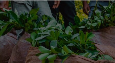 Passalacqua anunció el pago del programa Intercosecha para más de 6 mil trabajadores yerbateros de Misiones imagen-14