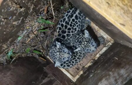 Continúa el monitoreo de la yaguareté “Pará” y sus cachorros tras su relocalización Continúa el monitoreo de la yaguareté “Pará” y sus cachorros tras su relocalización imagen-5