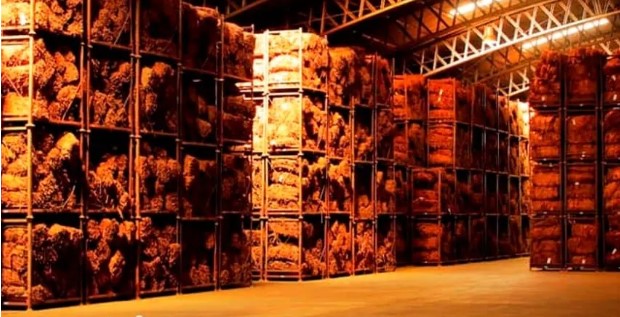 Pagan a productores tabacaleros cuarto adelanto Caja Verde Pagan a productores tabacaleros cuarto adelanto Caja Verde imagen-8