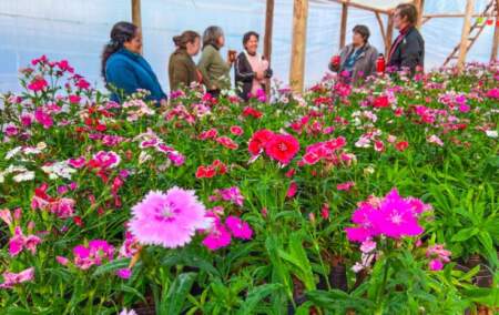 La floricultura misionera mostró en 2025 todo su potencial y proyecta mejores expectativas para 2026 La floricultura misionera mostró en 2025 todo su potencial y proyecta mejores expectativas para 2026 imagen-4