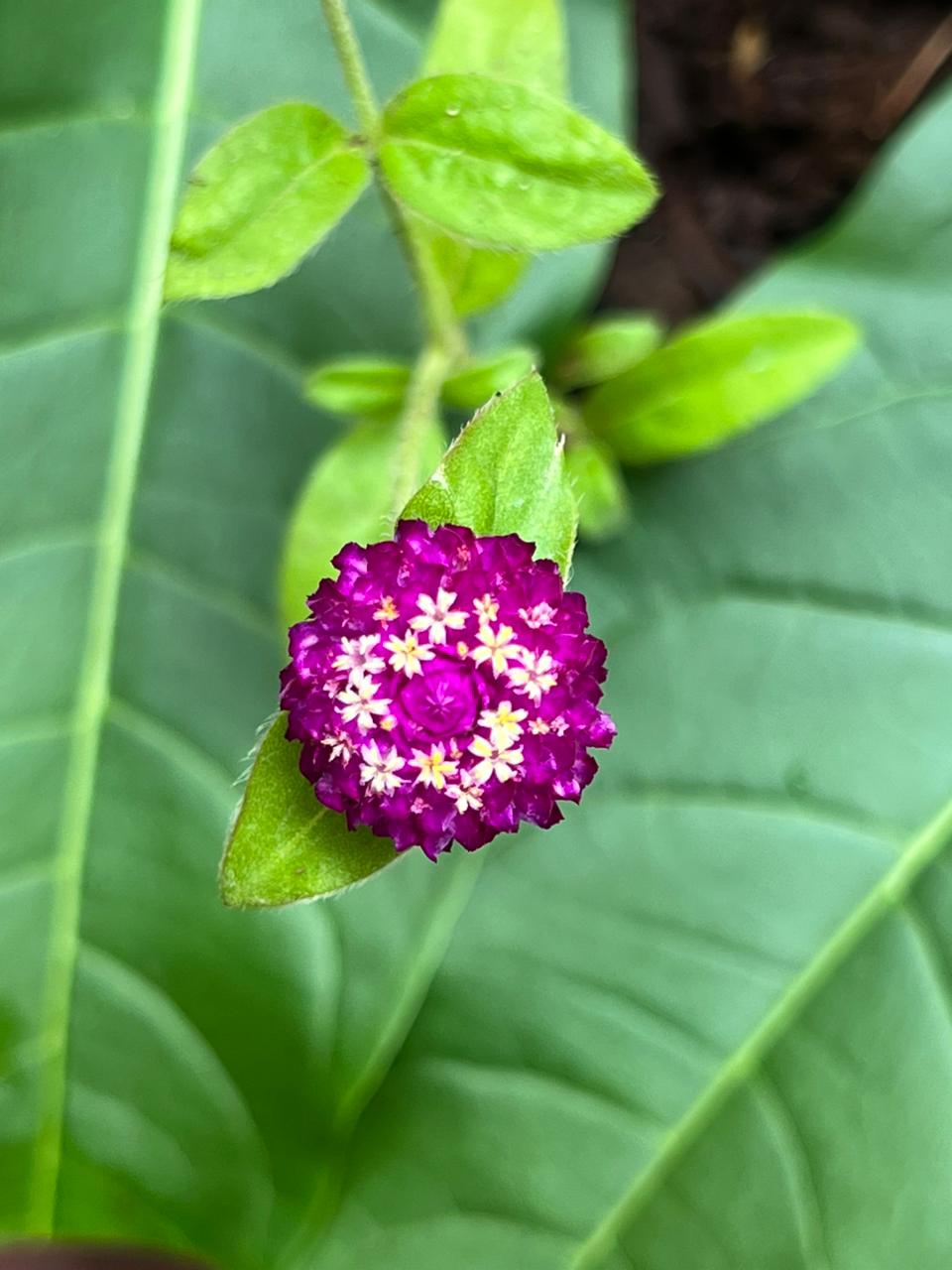 Ñamby Yuyos suma la siemprevive blanca a su catálogo y desarrolla nuevas opciones artesanales con mezclas de especias para mate e infusiones 17 Ñamby Yuyos suma la siemprevive blanca a su catálogo y desarrolla nuevas opciones artesanales con mezclas de especias para mate e infusiones imagen-16