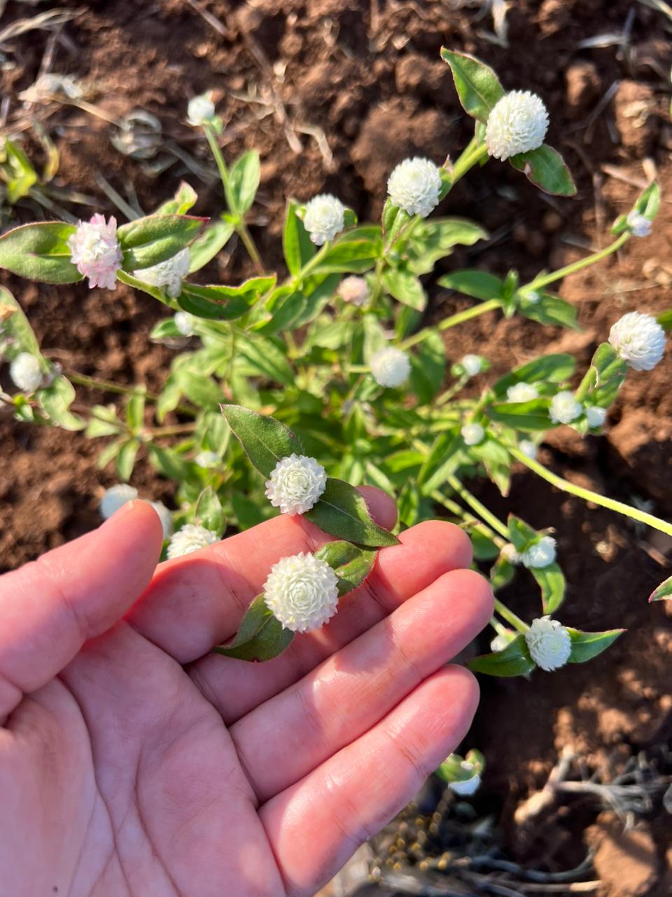 Ñamby Yuyos suma la siemprevive blanca a su catálogo y desarrolla nuevas opciones artesanales con mezclas de especias para mate e infusiones 5 Ñamby Yuyos suma la siemprevive blanca a su catálogo y desarrolla nuevas opciones artesanales con mezclas de especias para mate e infusiones imagen-4