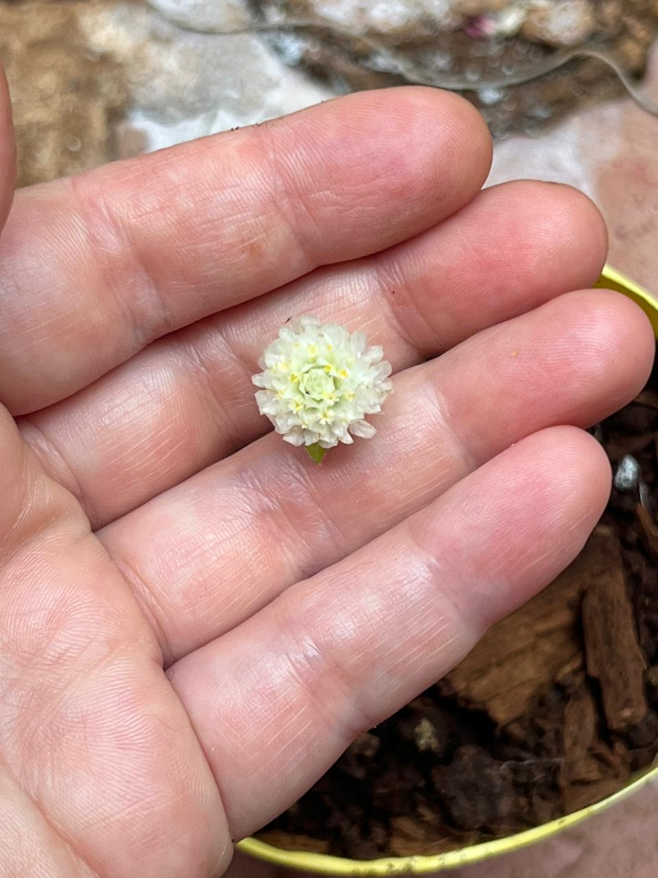 Ñamby Yuyos suma la siemprevive blanca a su catálogo y desarrolla nuevas opciones artesanales con mezclas de especias para mate e infusiones 9 Ñamby Yuyos suma la siemprevive blanca a su catálogo y desarrolla nuevas opciones artesanales con mezclas de especias para mate e infusiones imagen-8