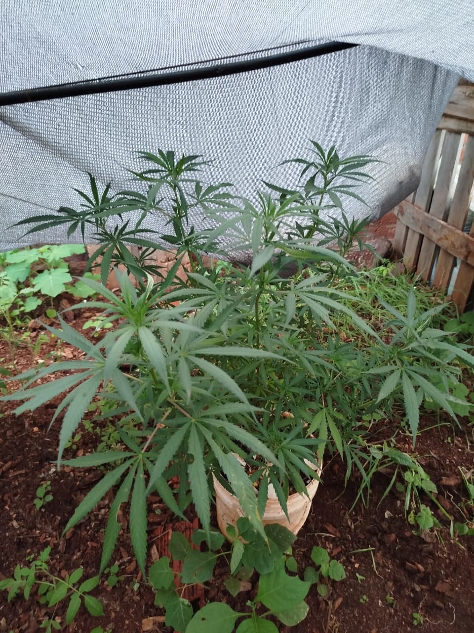 La Policía desarticuló una red barrial que distribuía droga desde una vivienda en Posadas imagen-4