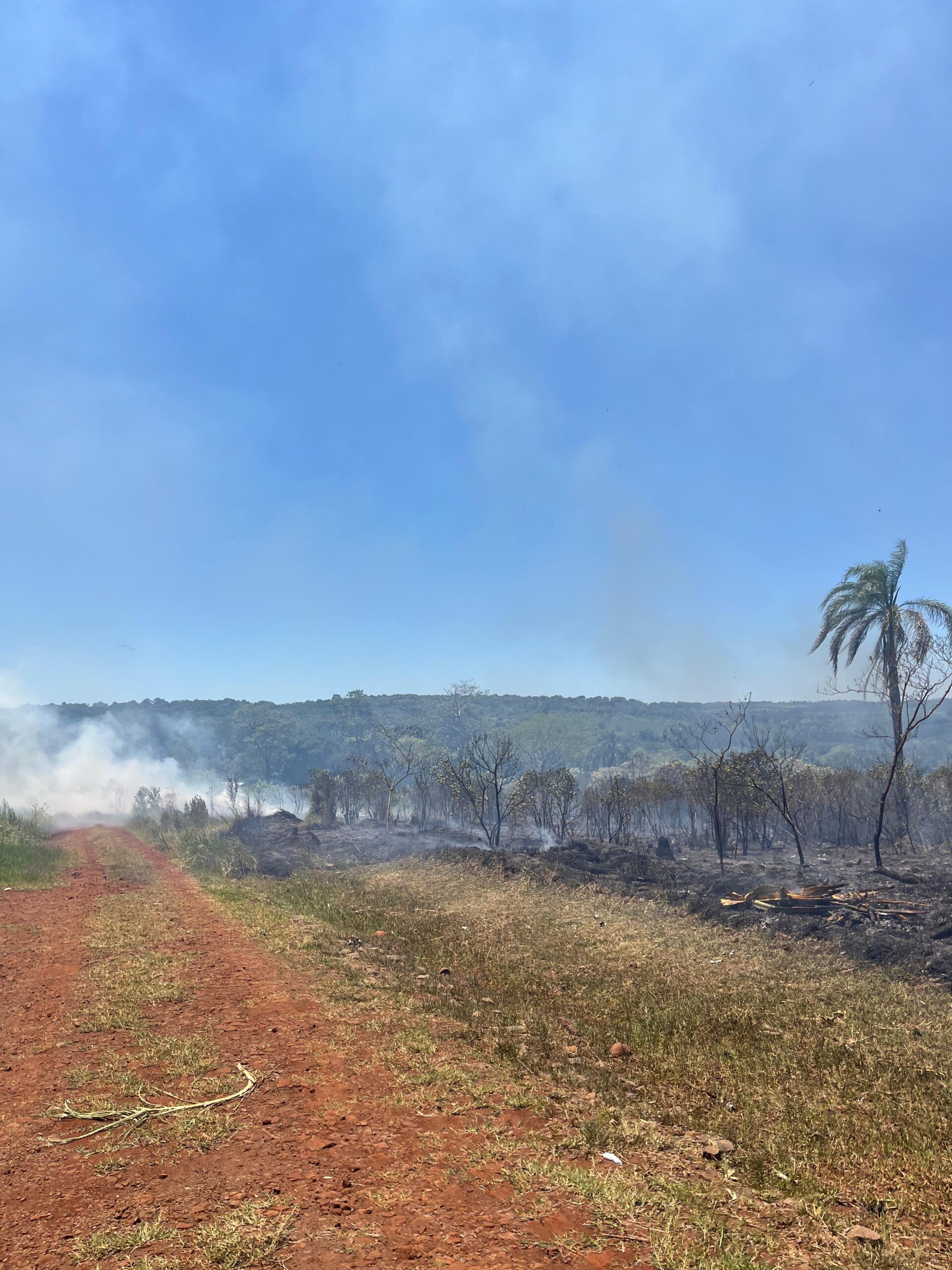 Oberá: se quemaron más de 7 hectáreas en un descampado del barrio de Punta Alta 9 Oberá: se quemaron más de 7 hectáreas en un descampado del barrio de Punta Alta imagen-8