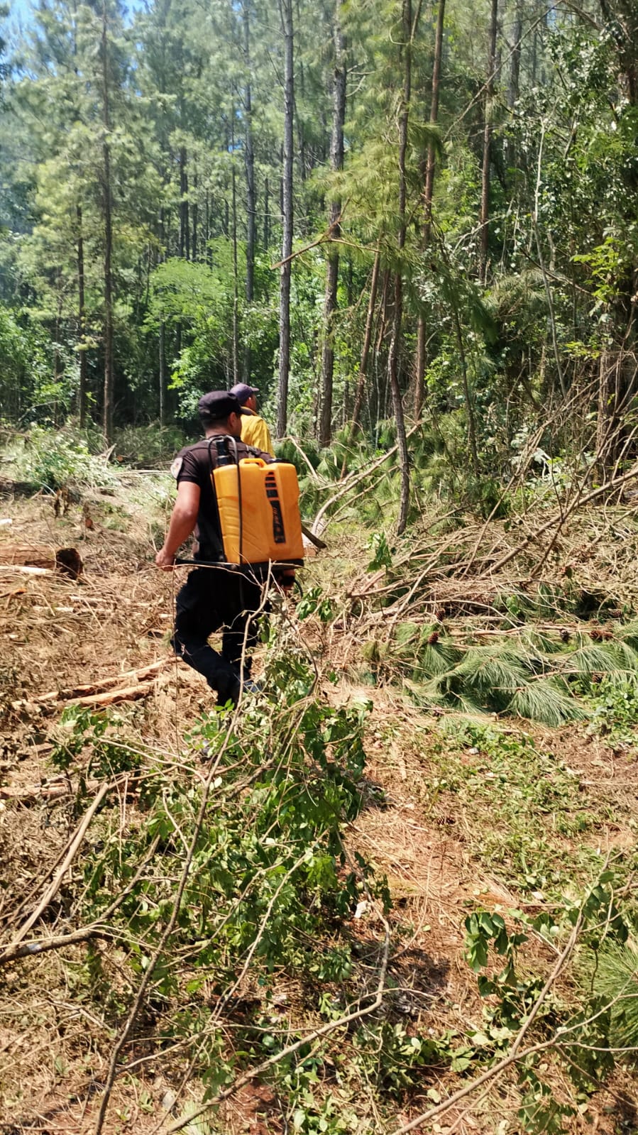 Incendio de pinar en Gobernador Roca: el fuego se extendió por una hectárea 3 Incendio de pinar en Gobernador Roca: el fuego se extendió por una hectárea imagen-2