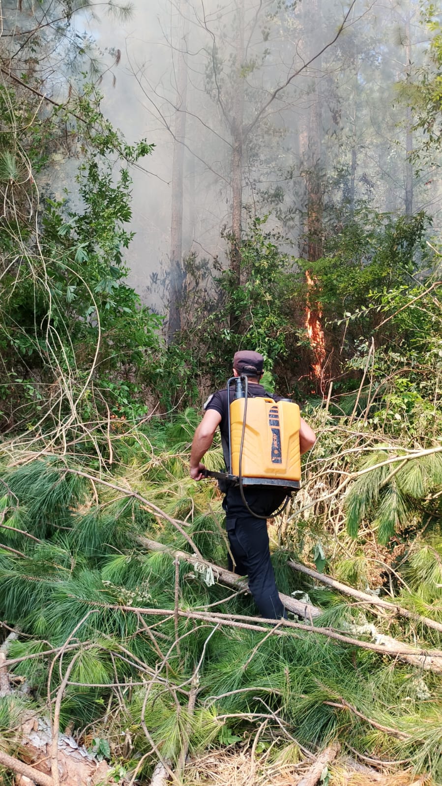 Incendio de pinar en Gobernador Roca: el fuego se extendió por una hectárea 7 Incendio de pinar en Gobernador Roca: el fuego se extendió por una hectárea imagen-6