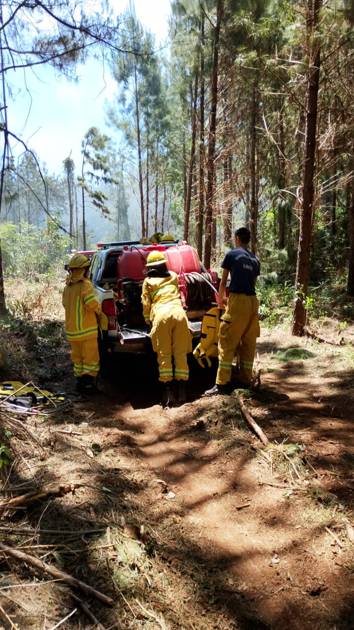 Incendio de pinar en Gobernador Roca: el fuego se extendió por una hectárea 5 Incendio de pinar en Gobernador Roca: el fuego se extendió por una hectárea imagen-4