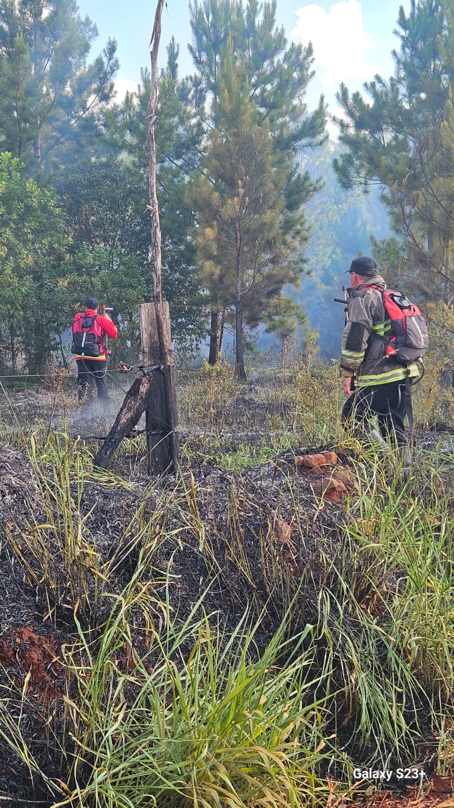 Controlan un incendio de malezas y pinar en Gobernador Roca iniciado tras la caída de un cable del tendido eléctrico 3 Controlan un incendio de malezas y pinar en Gobernador Roca iniciado tras la caída de un cable del tendido eléctrico imagen-2