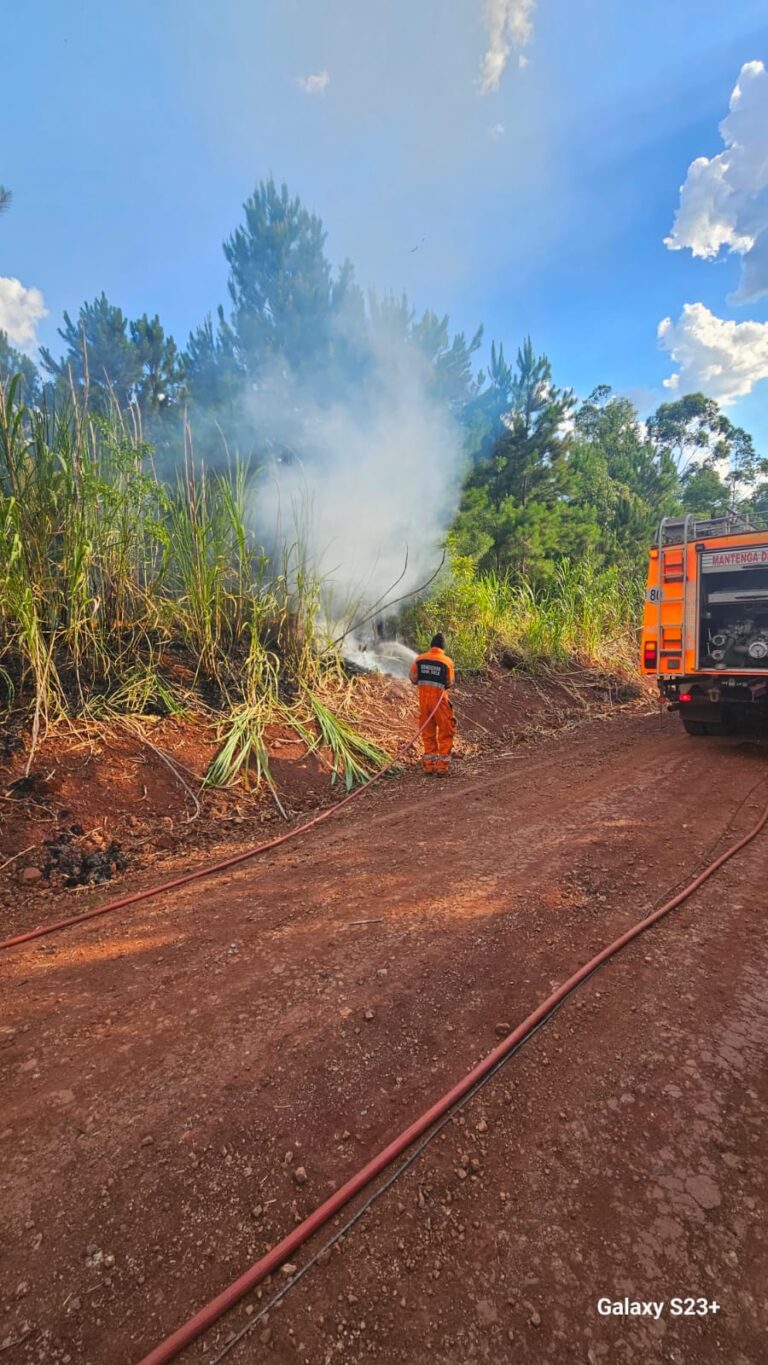 Controlan un incendio de malezas y pinar en Gobernador Roca iniciado tras la caída de un cable del tendido eléctrico imagen-7