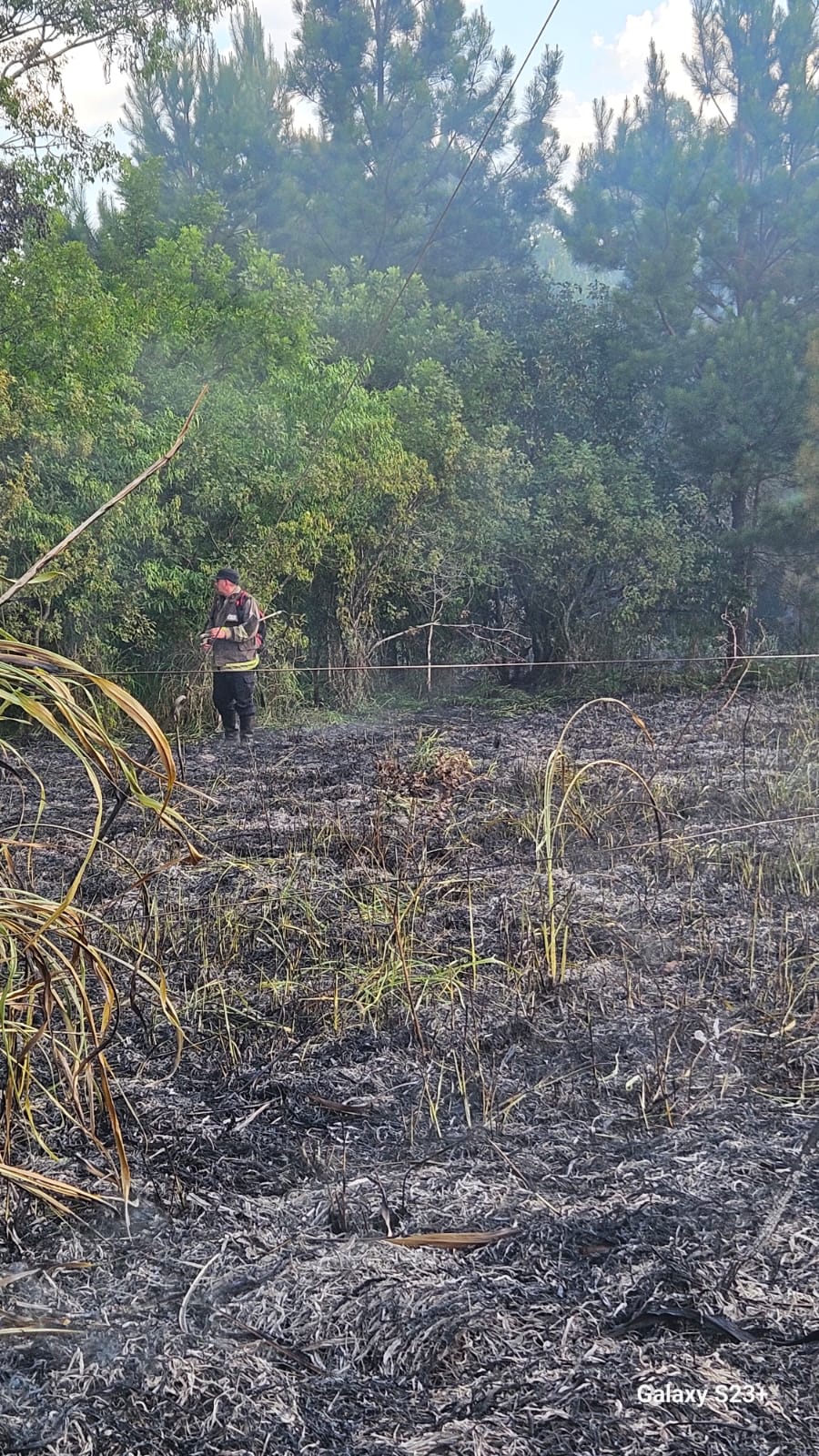 Controlan un incendio de malezas y pinar en Gobernador Roca iniciado tras la caída de un cable del tendido eléctrico 7 Controlan un incendio de malezas y pinar en Gobernador Roca iniciado tras la caída de un cable del tendido eléctrico imagen-6