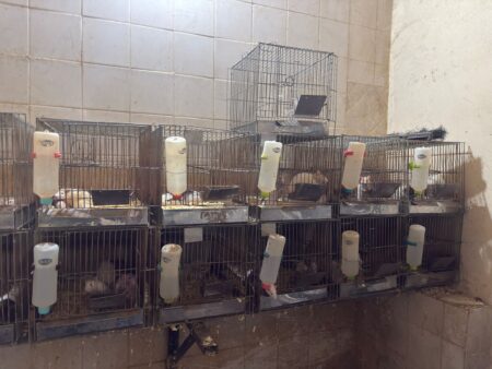 Grave causa de fauna silvestre en Posadas: a dos meses del allanamiento a la veterinaria Amazonas, persisten la incertidumbre y el riesgo para los animales Grave causa de fauna silvestre en Posadas: a dos meses del allanamiento a la veterinaria Amazonas, persisten la incertidumbre y el riesgo para los animales imagen-4