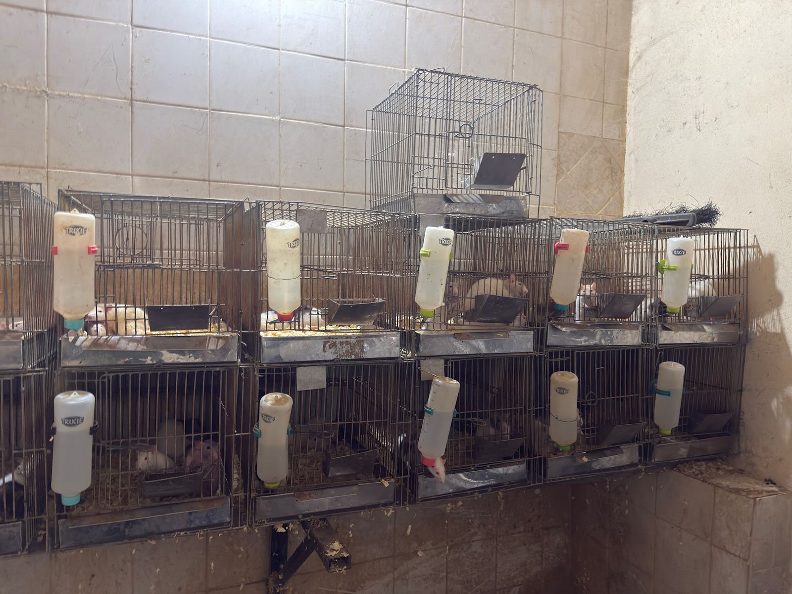 Grave causa de fauna silvestre en Posadas: a dos meses del allanamiento a la veterinaria Amazonas, persisten la incertidumbre y el riesgo para los animales imagen-6