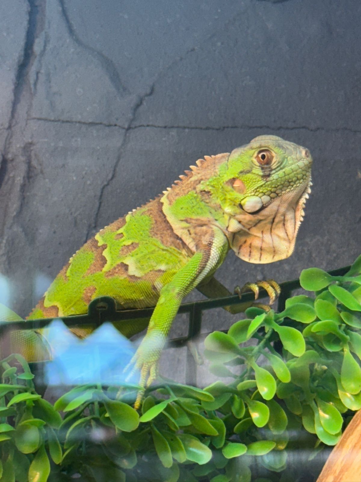 Grave causa de fauna silvestre en Posadas: a dos meses del allanamiento a la veterinaria Amazonas, persisten la incertidumbre y el riesgo para los animales 7 Grave causa de fauna silvestre en Posadas: a dos meses del allanamiento a la veterinaria Amazonas, persisten la incertidumbre y el riesgo para los animales imagen-6
