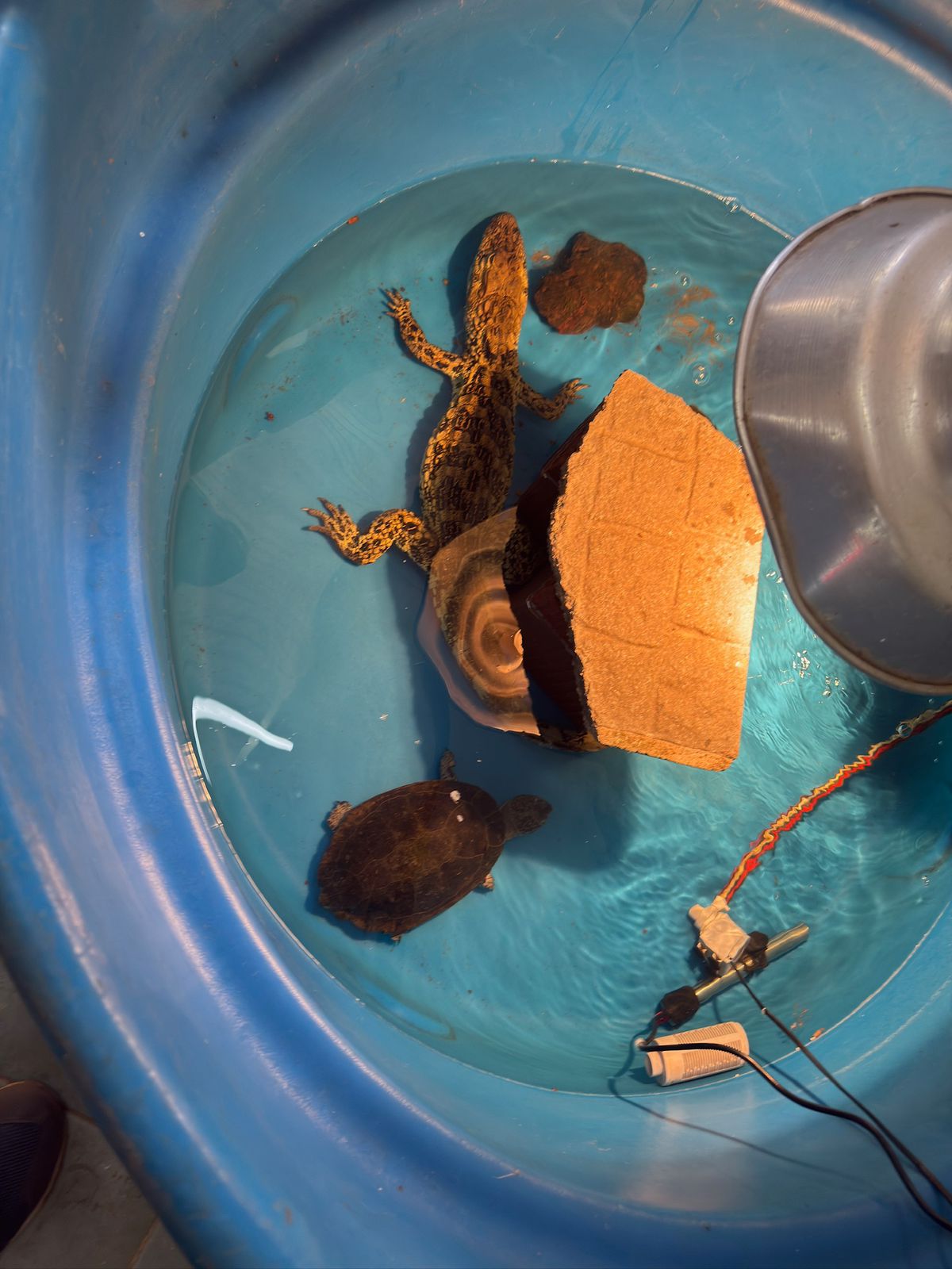 Grave causa de fauna silvestre en Posadas: a dos meses del allanamiento a la veterinaria Amazonas, persisten la incertidumbre y el riesgo para los animales 5 Grave causa de fauna silvestre en Posadas: a dos meses del allanamiento a la veterinaria Amazonas, persisten la incertidumbre y el riesgo para los animales imagen-4