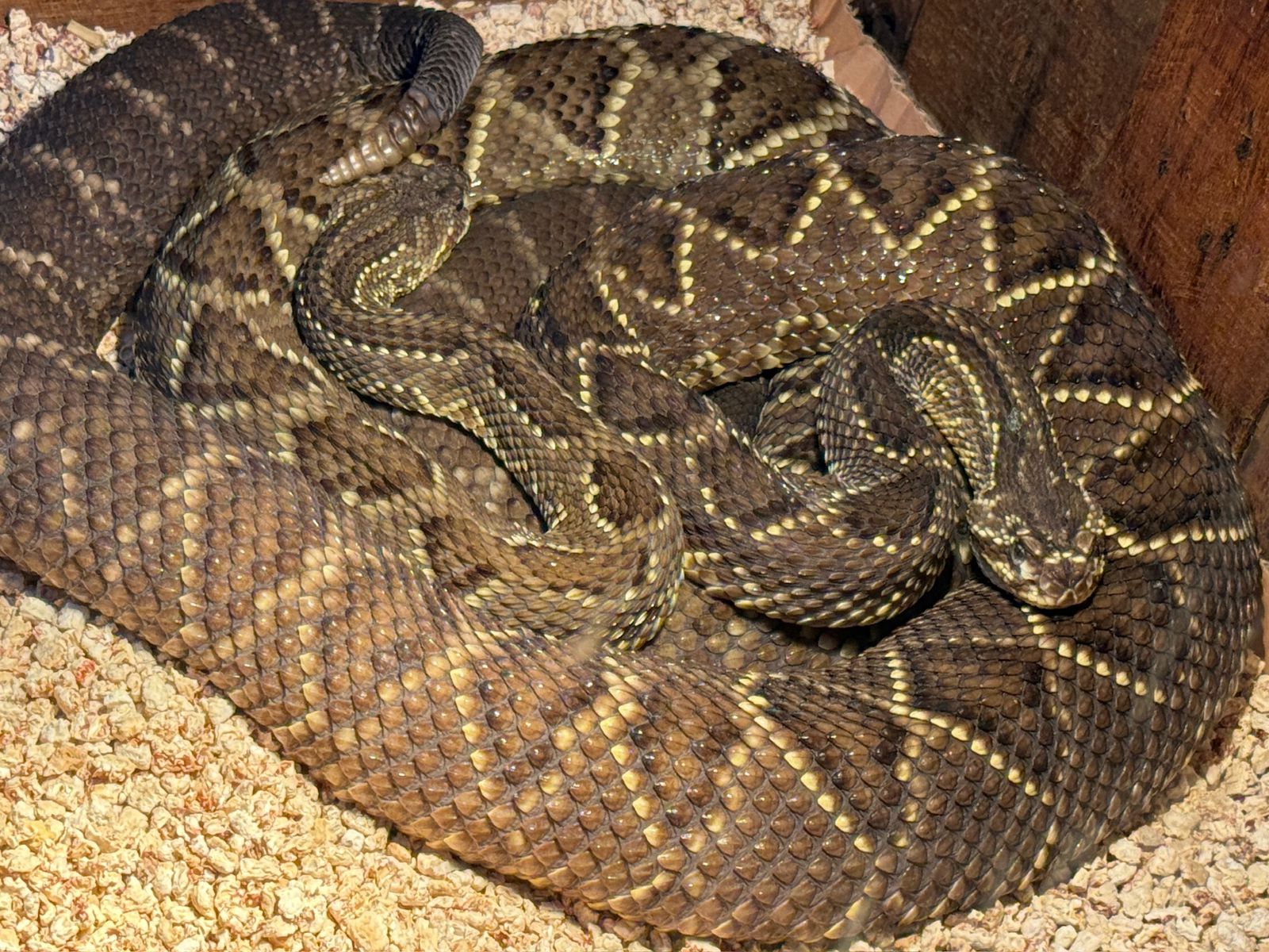 Grave causa de fauna silvestre en Posadas: a dos meses del allanamiento a la veterinaria Amazonas, persisten la incertidumbre y el riesgo para los animales 11 Grave causa de fauna silvestre en Posadas: a dos meses del allanamiento a la veterinaria Amazonas, persisten la incertidumbre y el riesgo para los animales imagen-10