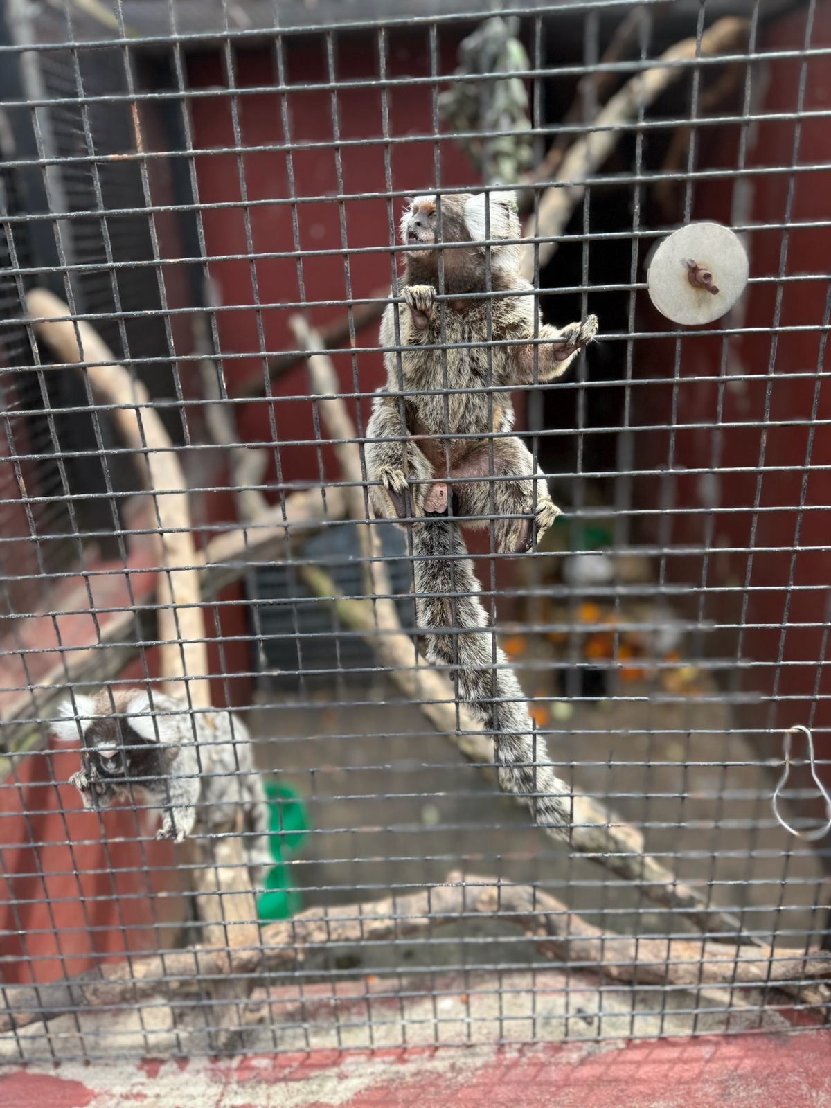 Grave causa de fauna silvestre en Posadas: a dos meses del allanamiento a la veterinaria Amazonas, persisten la incertidumbre y el riesgo para los animales 13 Grave causa de fauna silvestre en Posadas: a dos meses del allanamiento a la veterinaria Amazonas, persisten la incertidumbre y el riesgo para los animales imagen-12