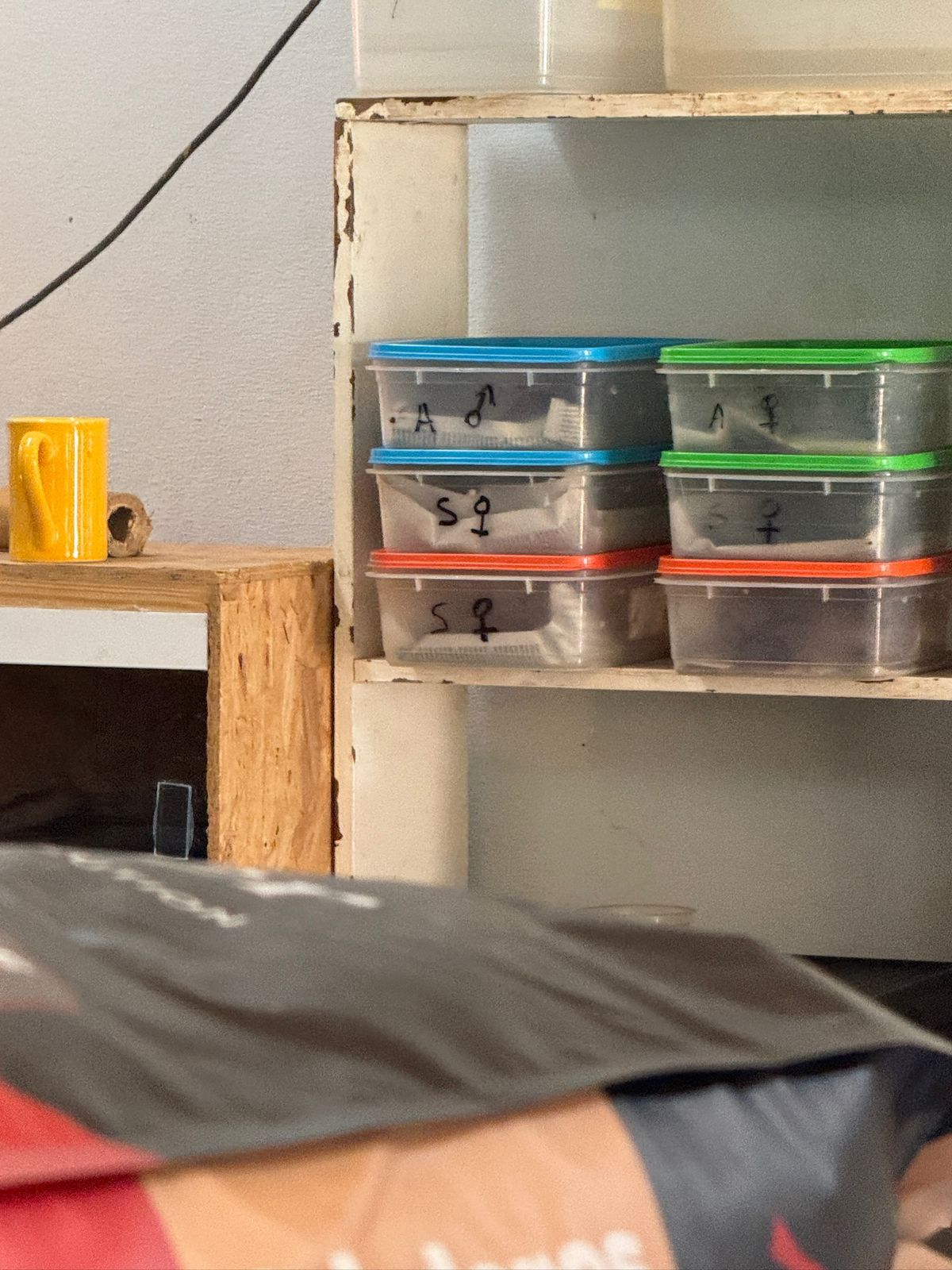 Grave causa de fauna silvestre en Posadas: a dos meses del allanamiento a la veterinaria Amazonas, persisten la incertidumbre y el riesgo para los animales 9 Grave causa de fauna silvestre en Posadas: a dos meses del allanamiento a la veterinaria Amazonas, persisten la incertidumbre y el riesgo para los animales imagen-8