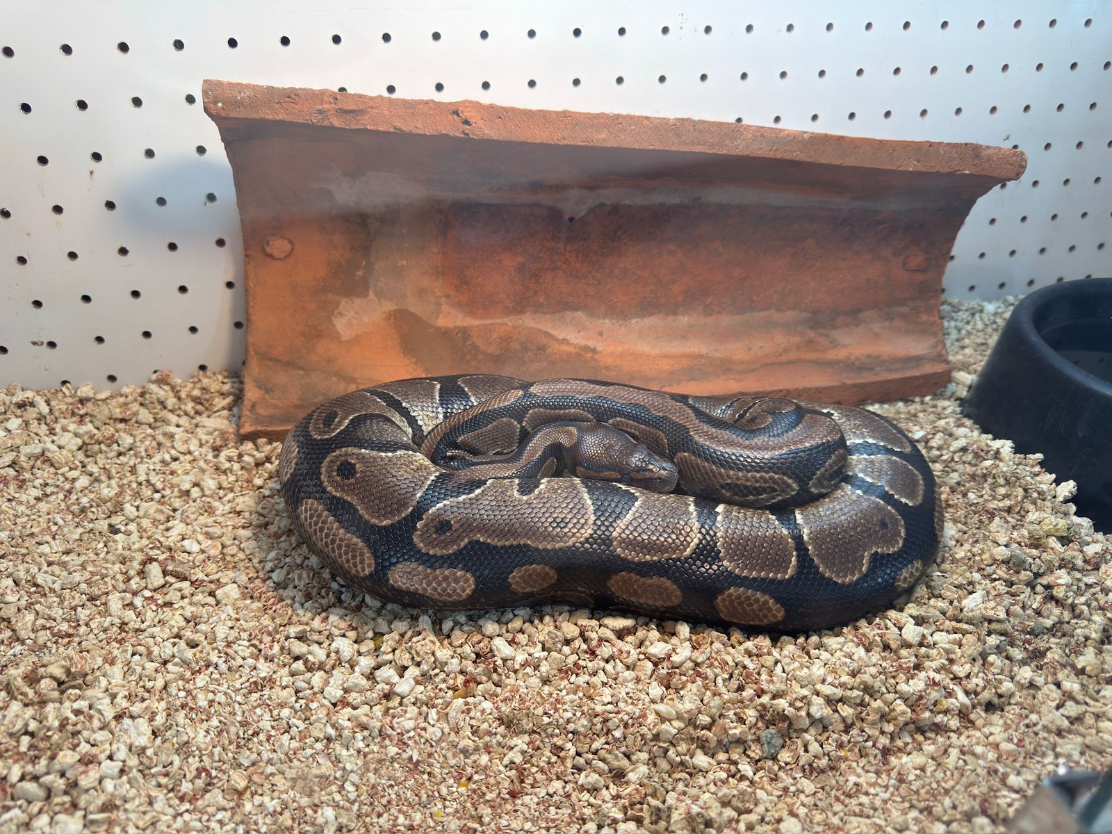 Grave causa de fauna silvestre en Posadas: a dos meses del allanamiento a la veterinaria Amazonas, persisten la incertidumbre y el riesgo para los animales 19 Grave causa de fauna silvestre en Posadas: a dos meses del allanamiento a la veterinaria Amazonas, persisten la incertidumbre y el riesgo para los animales imagen-18