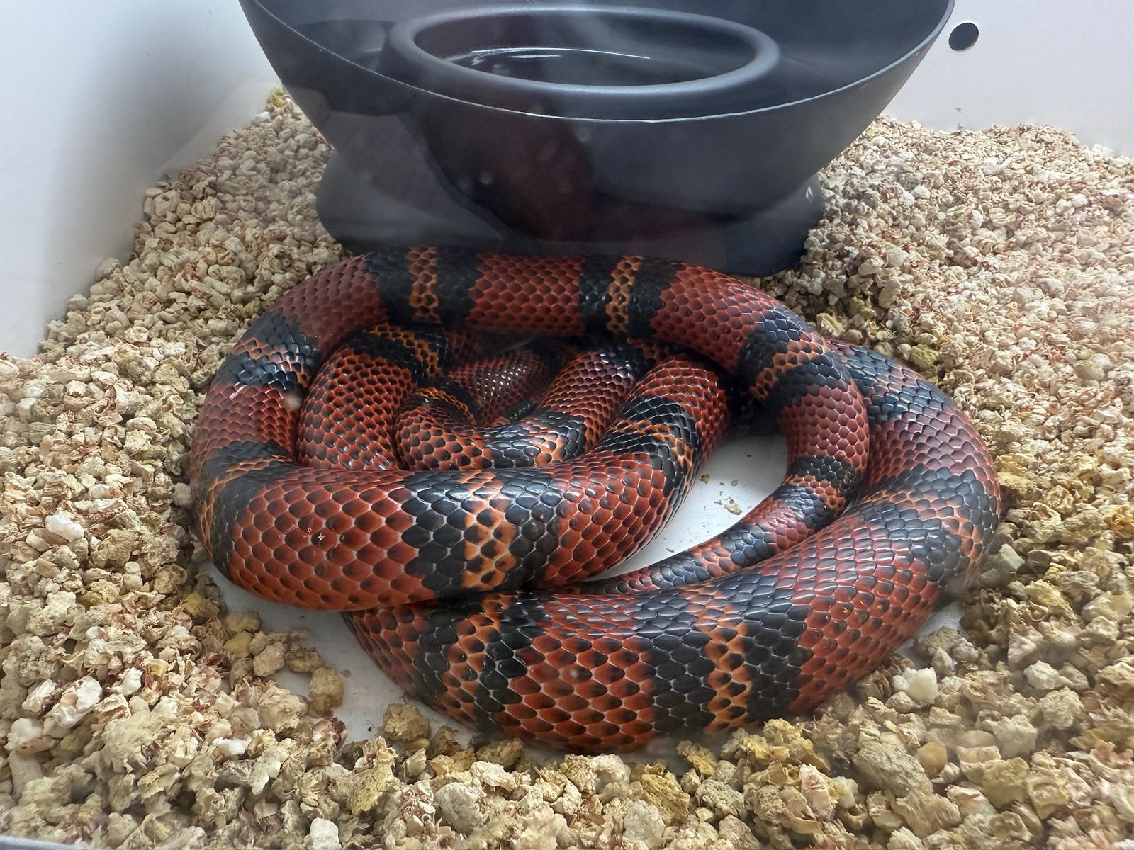 Grave causa de fauna silvestre en Posadas: a dos meses del allanamiento a la veterinaria Amazonas, persisten la incertidumbre y el riesgo para los animales 15 Grave causa de fauna silvestre en Posadas: a dos meses del allanamiento a la veterinaria Amazonas, persisten la incertidumbre y el riesgo para los animales imagen-14