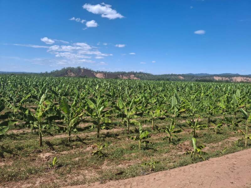 Biofábrica valida en Salta el éxito productivo del banano Cavendish imagen-12