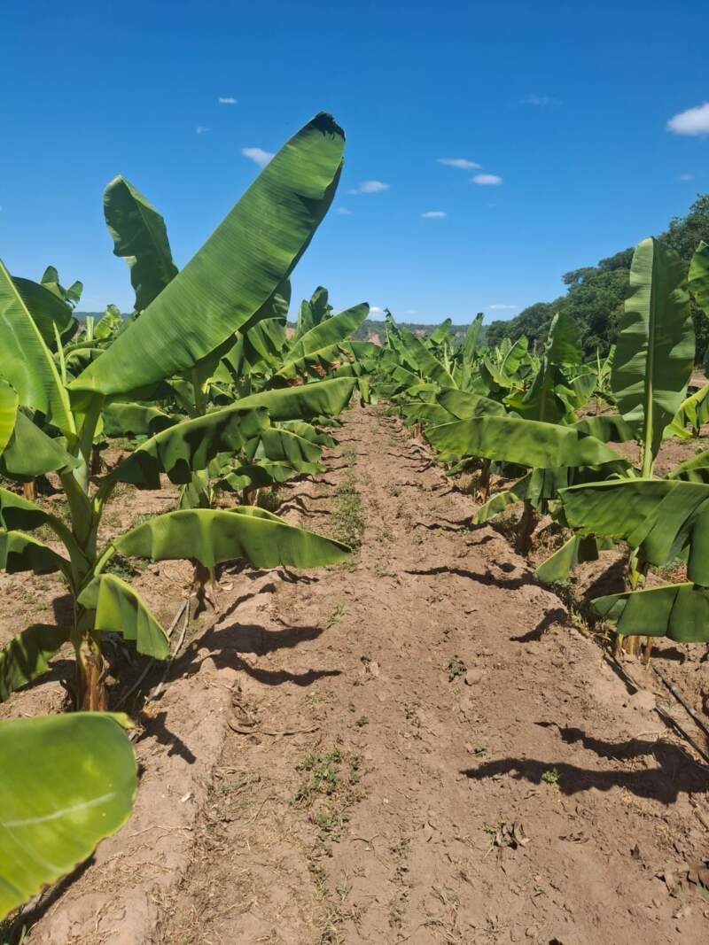 Biofábrica valida en Salta el éxito productivo del banano Cavendish imagen-4