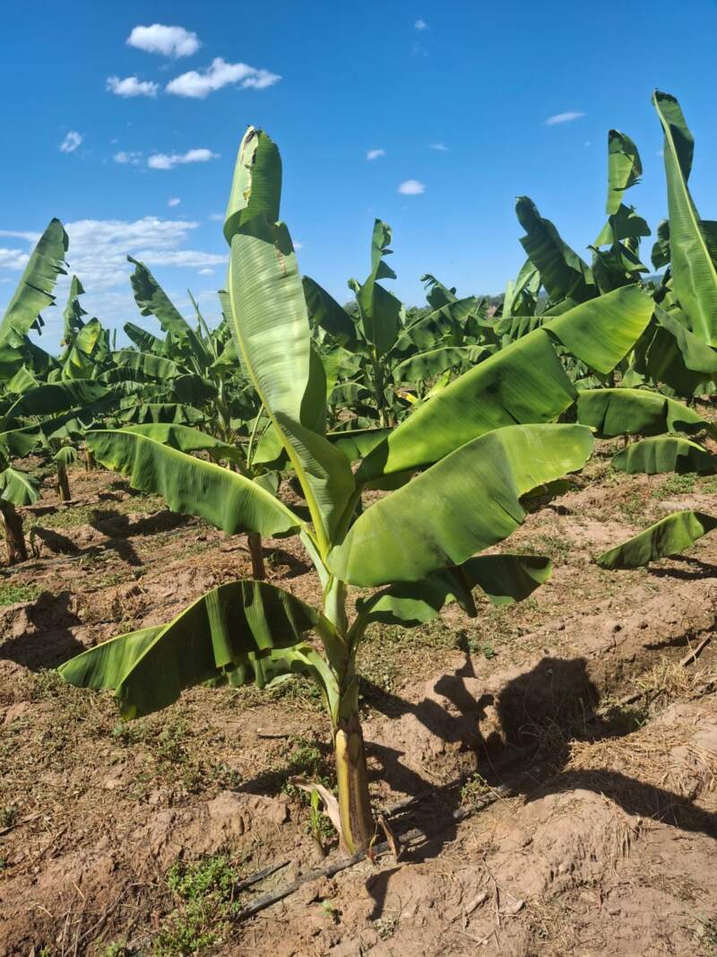 Biofábrica valida en Salta el éxito productivo del banano Cavendish imagen-2