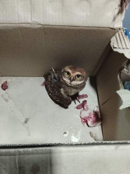 Rescatan a una lechuza herida que ingresó a una óptica de San Vicente imagen-11