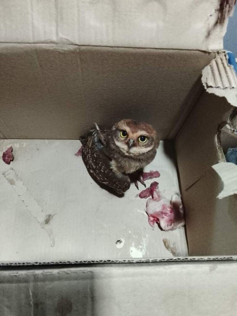 Rescatan a una lechuza herida que ingresó a una óptica de San Vicente imagen-9