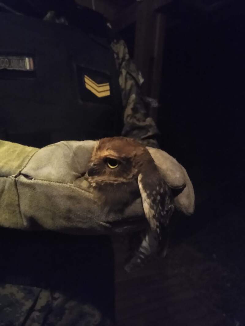 Rescatan a una lechuza herida que ingresó a una óptica de San Vicente imagen-4