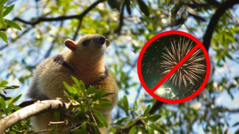 Pirotecnia sonora: el impacto negativo para la fauna silvestre y el ambiente Pirotecnia sonora: el impacto negativo para la fauna silvestre y el ambiente imagen-6