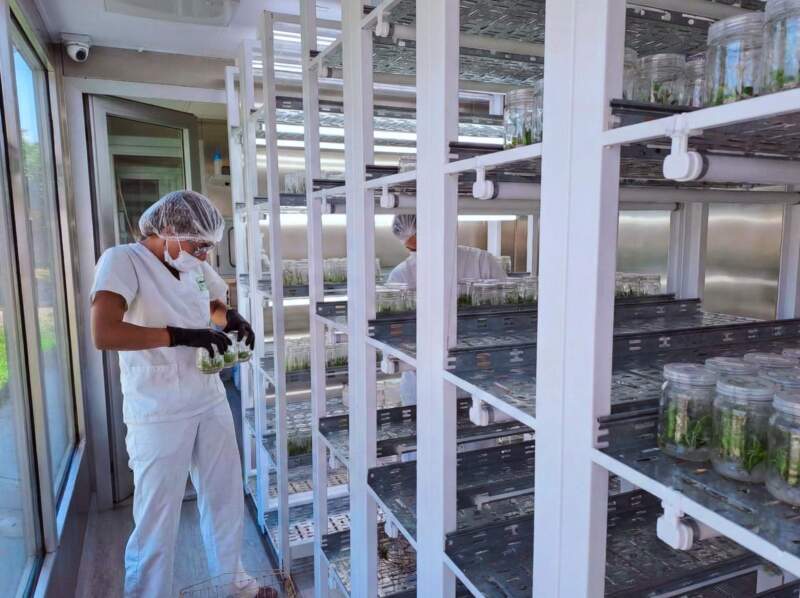 Biofábrica Misiones instalará un phytolab para producir kiwi imagen-4