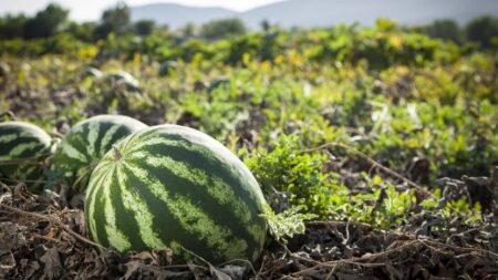 La producción de sandía en Misiones se sostiene en el mercado interno y ajusta precios ante la caída del consumo imagen-11