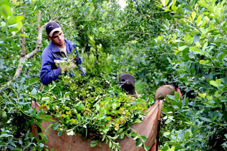 La Asociación Civil de Productores Yerbateros del Norte repudió despidos en el INYM y advirtió impacto en áreas clave del sector yerbatero imagen-37