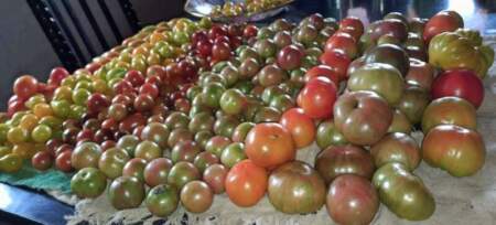 Productora de Puerto Leoni rescata 23 variedades de "tomates reliquia" y multiplica semillas propias imagen-13