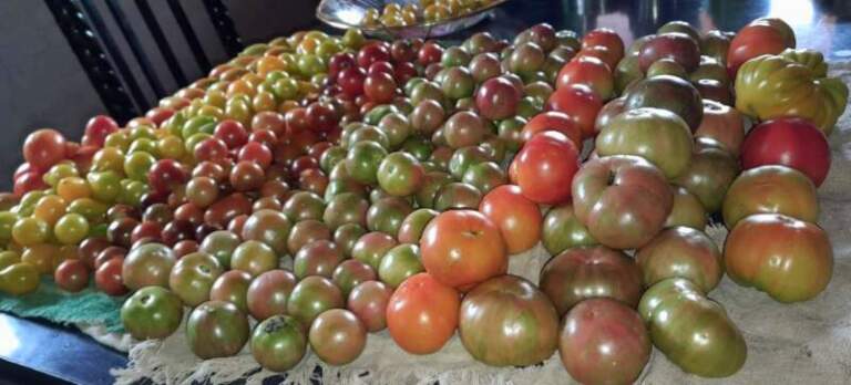 Productora de Puerto Leoni rescata 23 variedades de "tomates reliquia" y multiplica semillas propias imagen-27