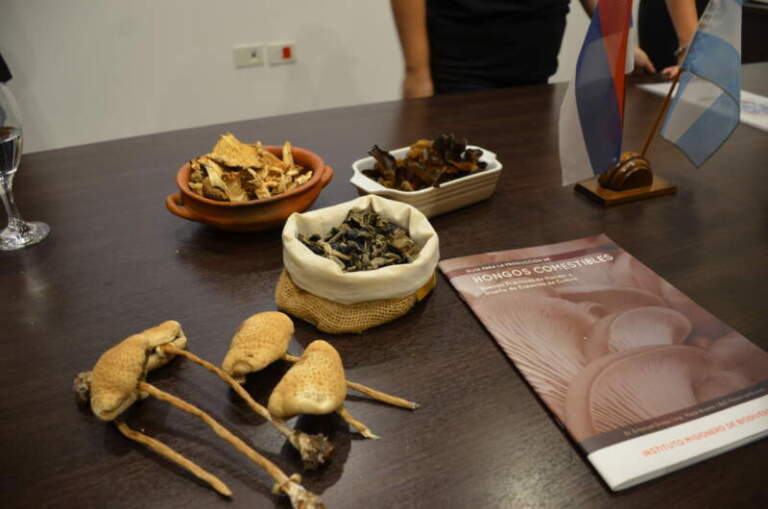 Hongos Misioneros: El IMiBio capacitó a más de 300 personas durante el 2025 imagen-48