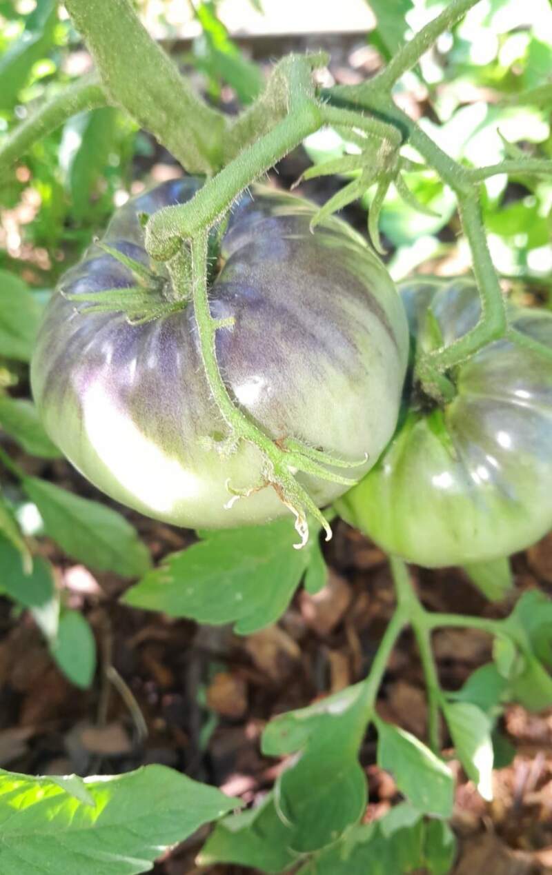 Productora de Puerto Leoni rescata 23 variedades de "tomates reliquia" y multiplica semillas propias imagen-4