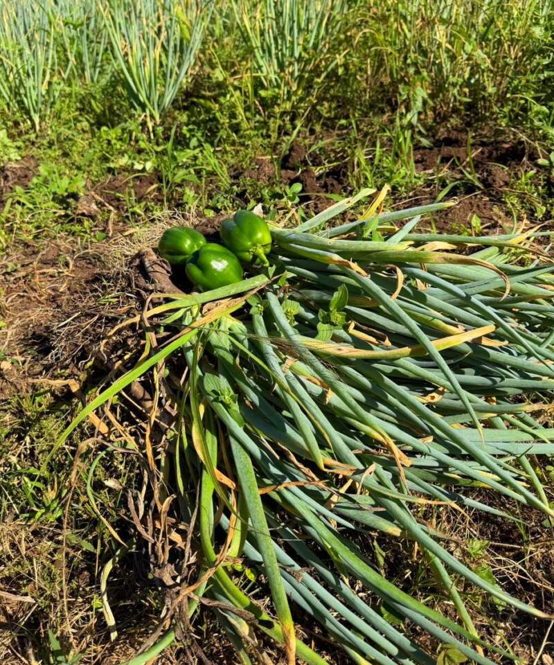 Solidaridad que alimenta: productores de Tierra, Techo y Trabajo donan parte de su cosecha a comedores imagen-16