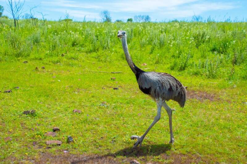 Un carpincho, un ñandú y un tucán víctimas del mascotismo fueron liberados tras su recuperación en el Parque Ecológico El Puma imagen-12