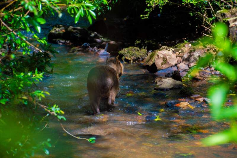 Un carpincho, un ñandú y un tucán víctimas del mascotismo fueron liberados tras su recuperación en el Parque Ecológico El Puma imagen-6