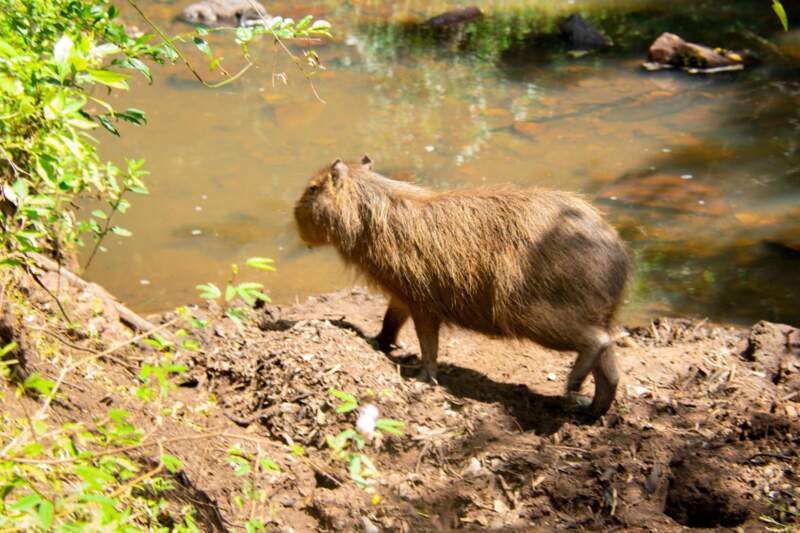 Un carpincho, un ñandú y un tucán víctimas del mascotismo fueron liberados tras su recuperación en el Parque Ecológico El Puma imagen-8