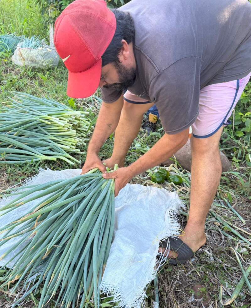 Solidaridad que alimenta: productores de Tierra, Techo y Trabajo donan parte de su cosecha a comedores imagen-2