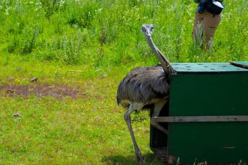 Un carpincho, un ñandú y un tucán víctimas del mascotismo fueron liberados tras su recuperación en el Parque Ecológico El Puma imagen-14