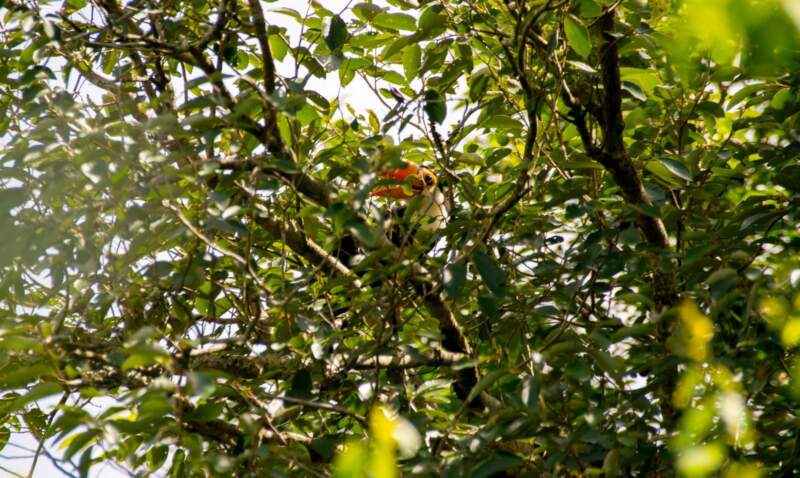 Un carpincho, un ñandú y un tucán víctimas del mascotismo fueron liberados tras su recuperación en el Parque Ecológico El Puma imagen-16