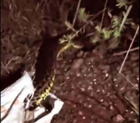 Rescataron una boa curiyú de tres metros y un tatú mulita en operativos de protección de fauna en Misiones imagen-2