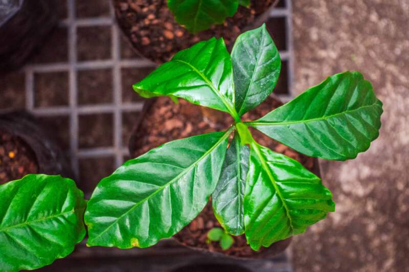 Misiones abre camino al café: ensayos agroforestales exploran una nueva alternativa productiva imagen-4