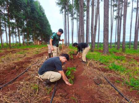 Misiones abre camino al café: ensayos agroforestales exploran una nueva alternativa productiva imagen-11