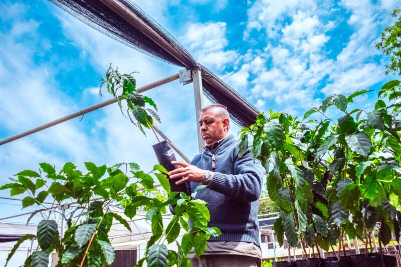 Misiones abre camino al café: ensayos agroforestales exploran una nueva alternativa productiva imagen-6